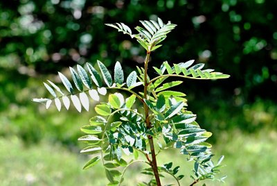 Sorbus rosea - jeřáb - letní listy u vrcholu